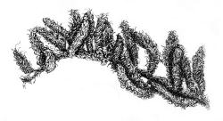 Macromitrium longirostre var. longirostre, habit of sterile plant, dry. Drawn from D.H. Vitt 9725, CHR 448030.
 Image: R.C. Wagstaff © Landcare Research 2016 